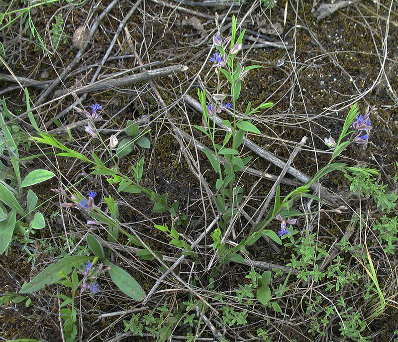 Image of Polygala sibirica specimen.