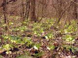 Helleborus caucasicus