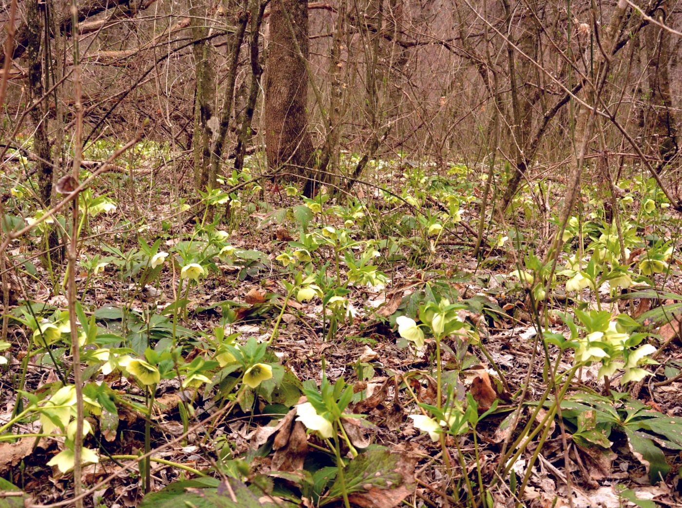 Image of Helleborus caucasicus specimen.