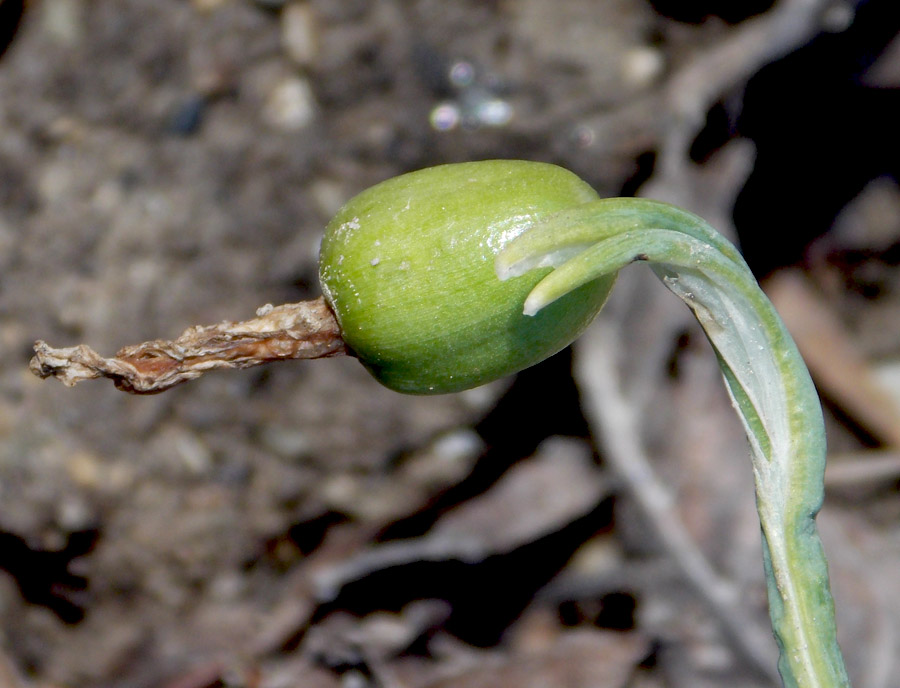 Изображение особи Galanthus plicatus.