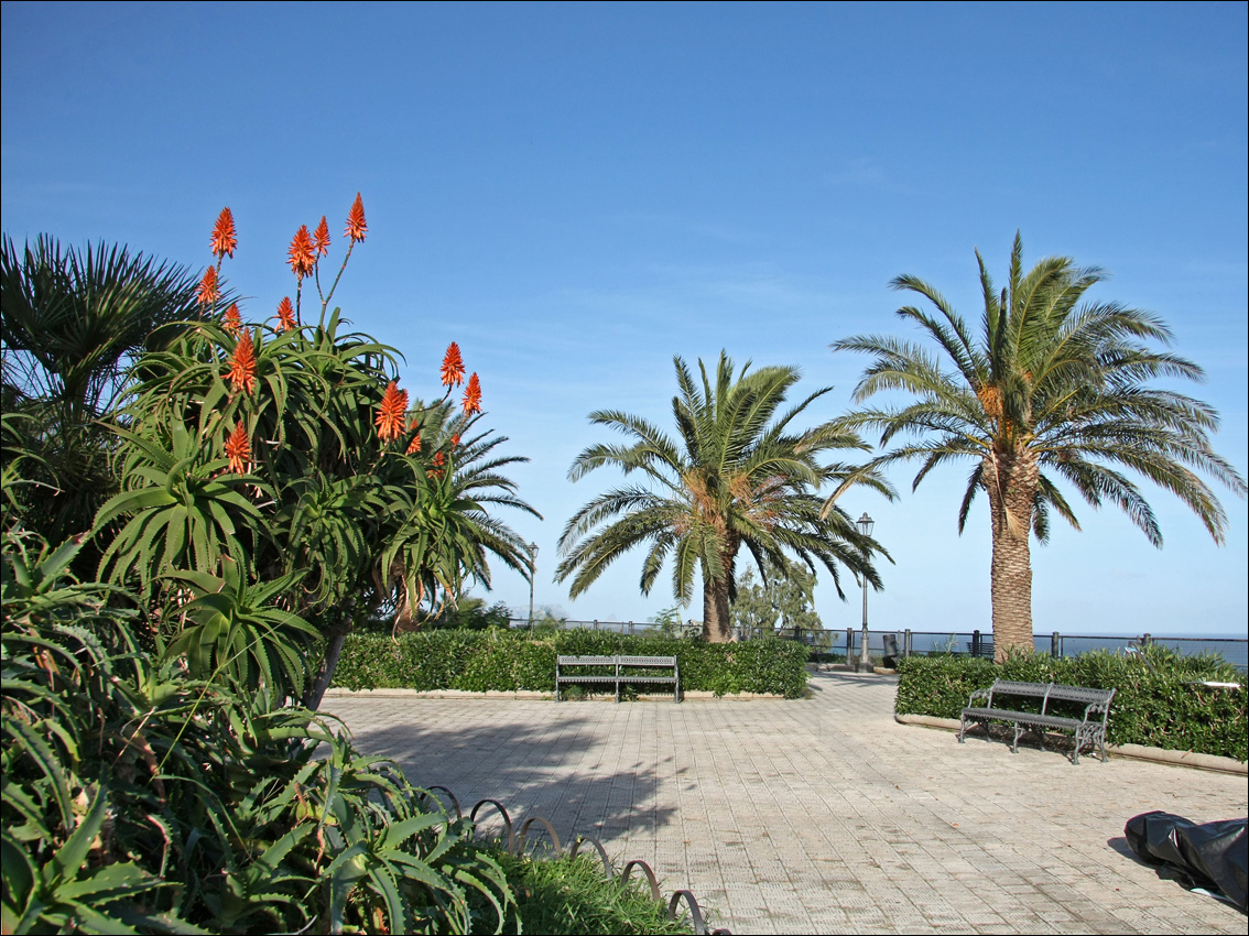 Image of Aloe arborescens specimen.