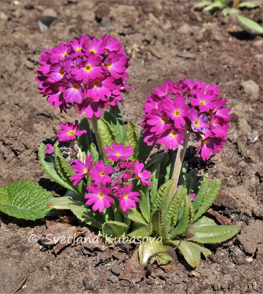 Image of Primula denticulata specimen.