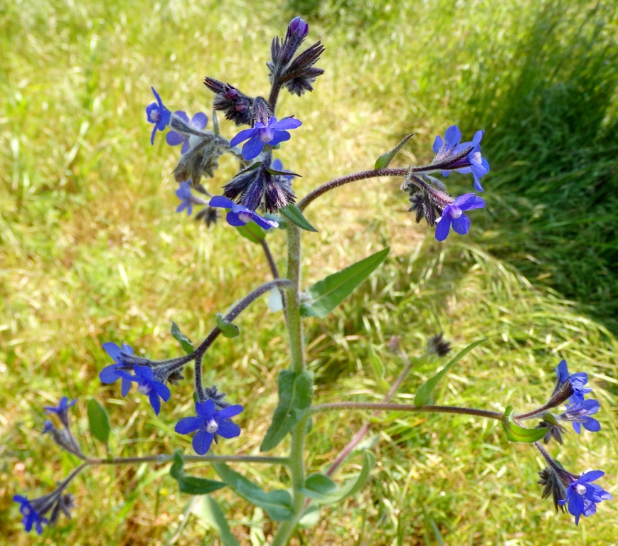 Image of Anchusa azurea specimen.