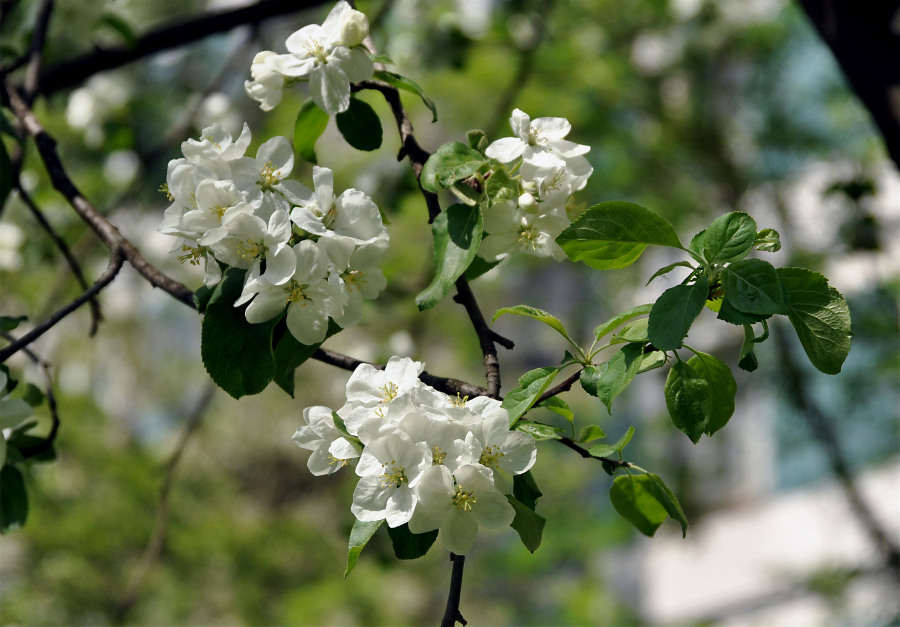 Изображение особи Malus domestica.