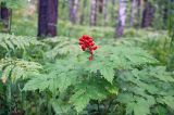 Actaea erythrocarpa. Плодоносящее растение в смешанном лесу. Новосибирская обл., Мошковский р-н. 19.07.2009.