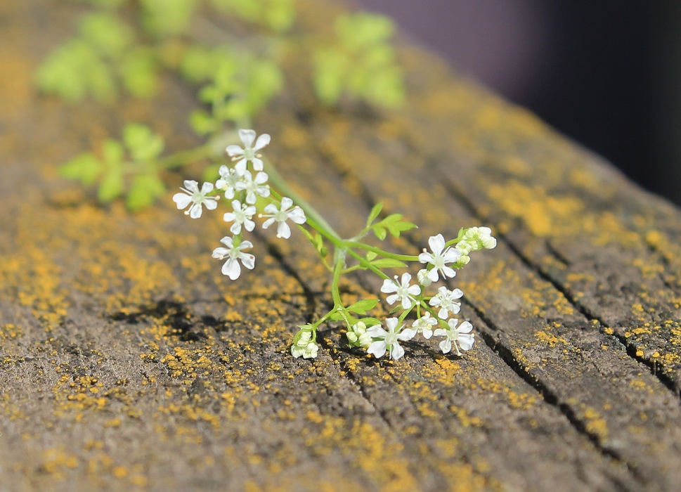 Изображение особи Anthriscus cerefolium.