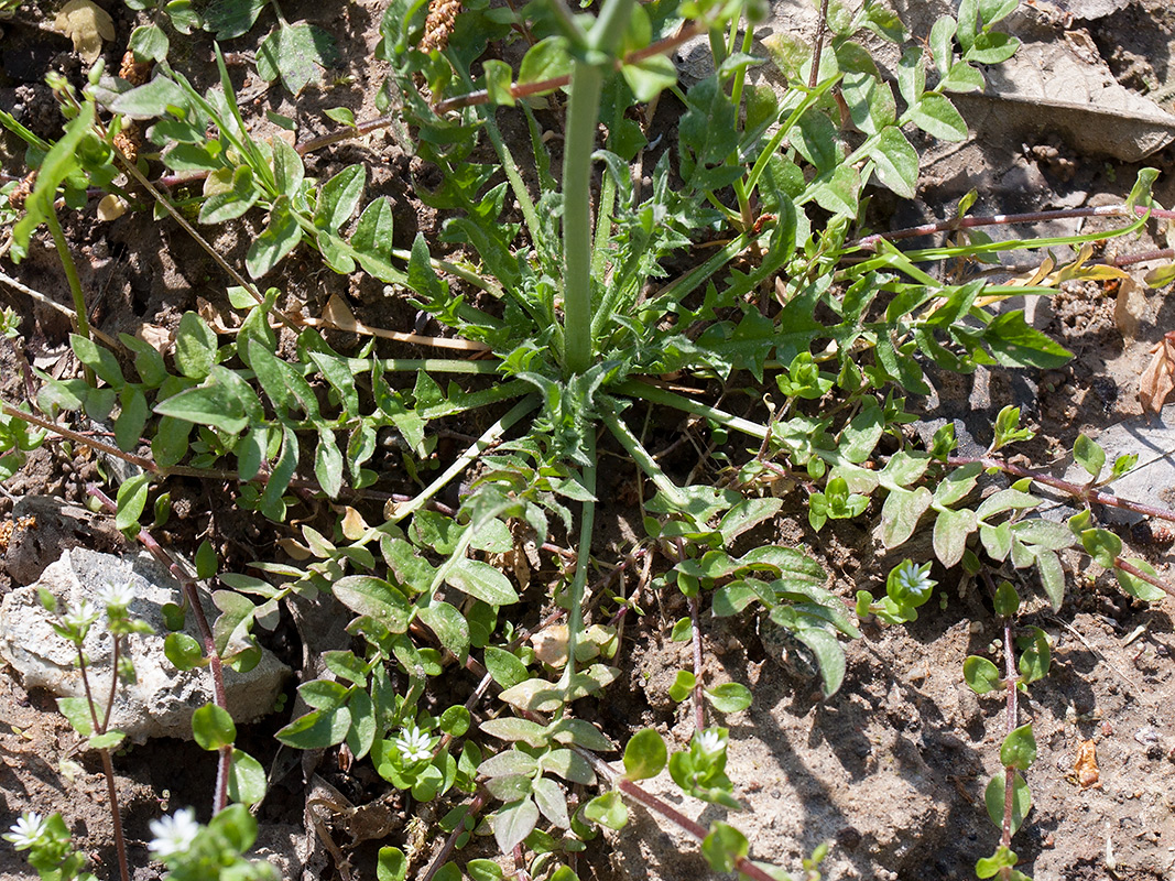 Image of Capsella bursa-pastoris specimen.