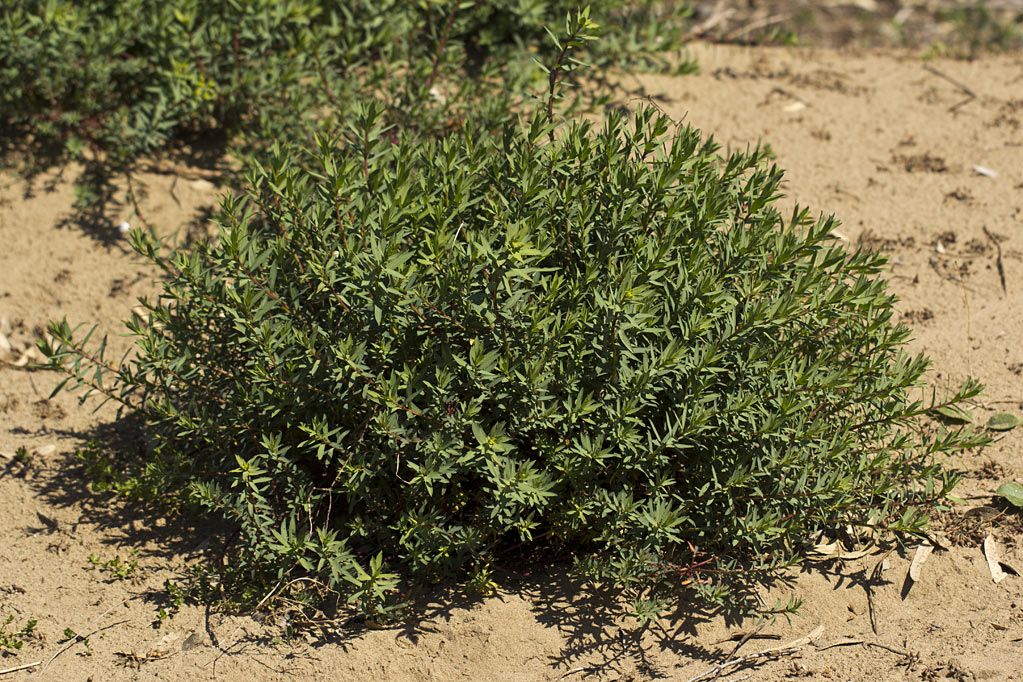 Image of Euphorbia terracina specimen.