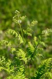 Pteridium pinetorum. Верхушка молодой вайи. Татарстан, Нижнекамский р-н, окр. дер. Благодатная, лесостепной участок с чередованием степи и перелесков с преобладанием дуба, открытый участок. 29 мая 2016 г.