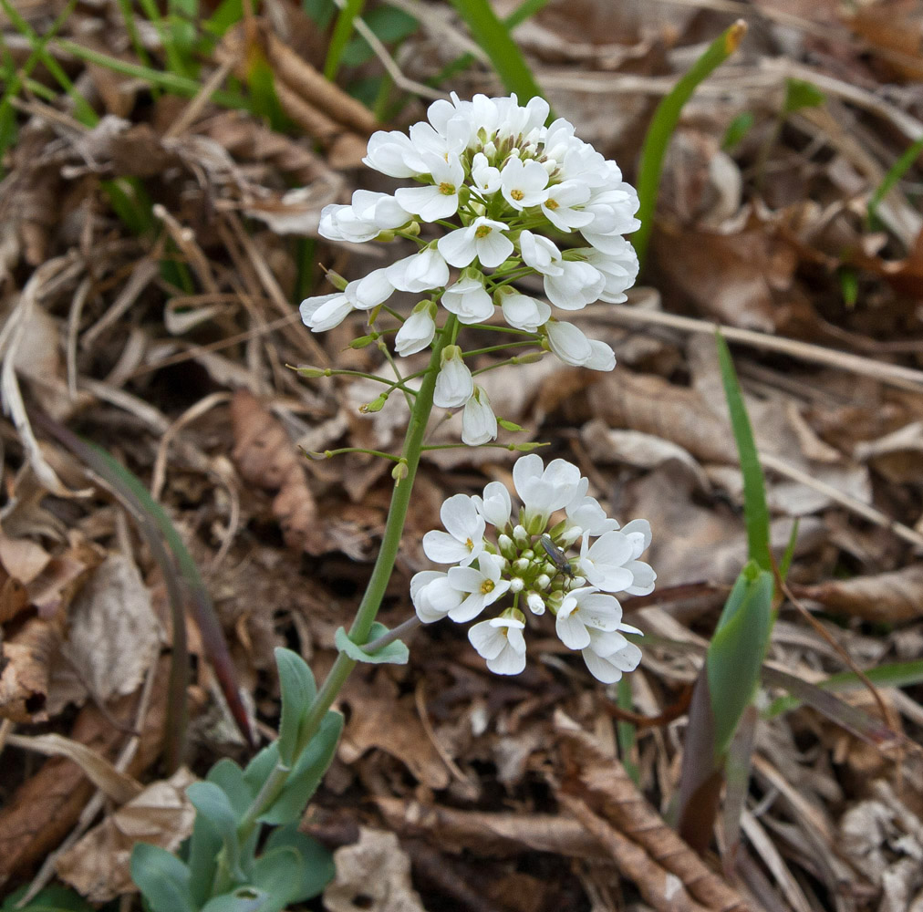 Изображение особи Noccaea macrantha.