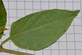 Holmskioldia sanguinea