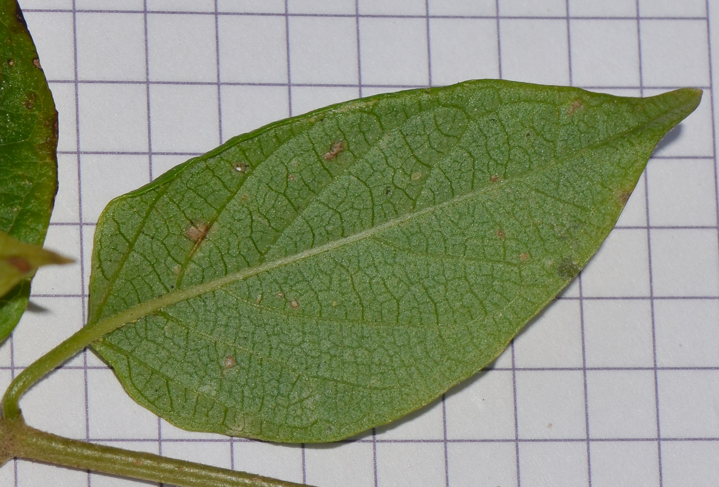 Image of Holmskioldia sanguinea specimen.