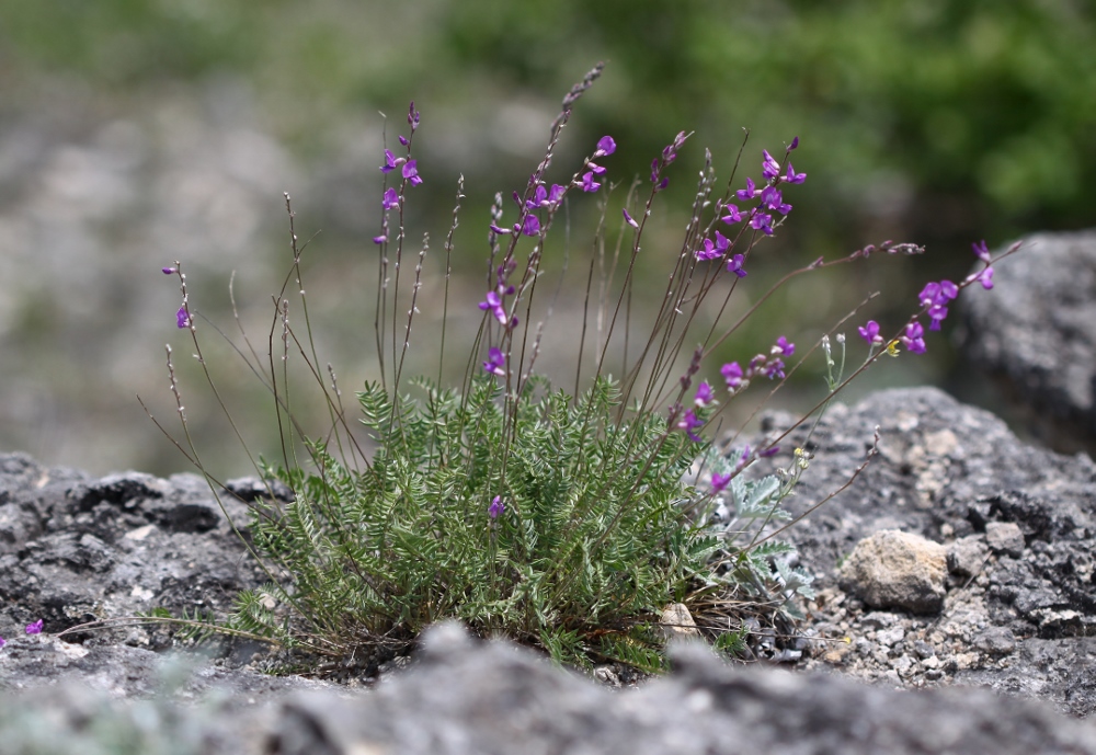 Изображение особи Oxytropis mandshurica.