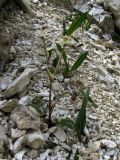 Hymenolaena pimpinellifolia