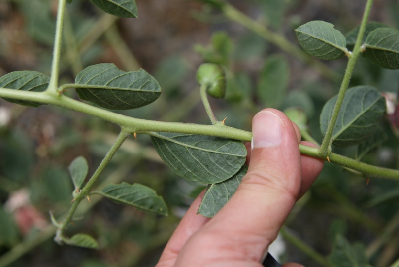 Image of Capparis herbacea specimen.
