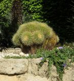 Echinocactus grusonii