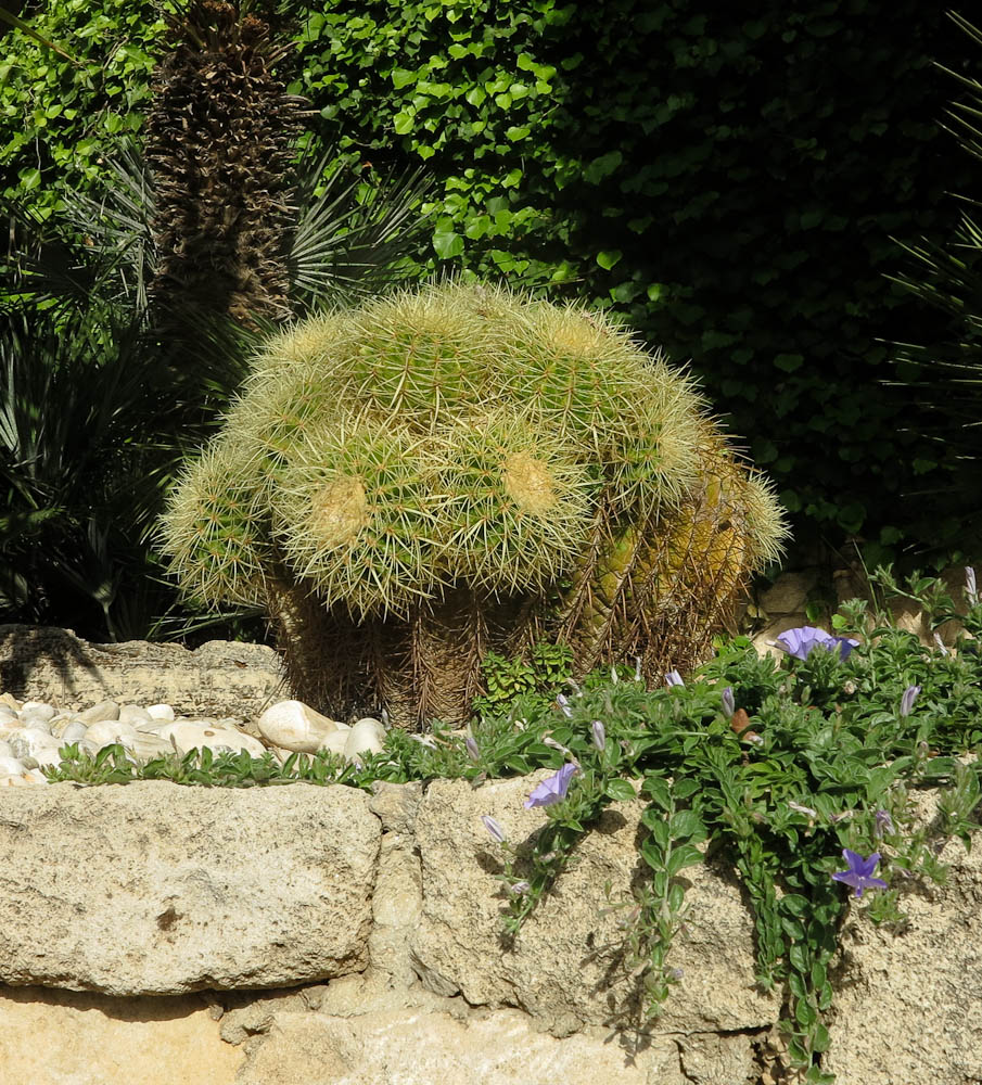 Изображение особи Echinocactus grusonii.