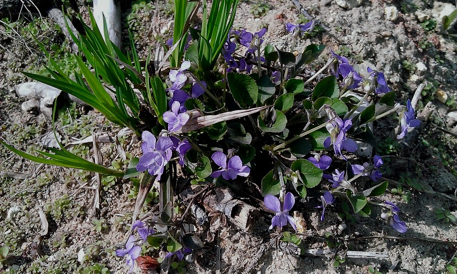 Image of Viola rupestris specimen.