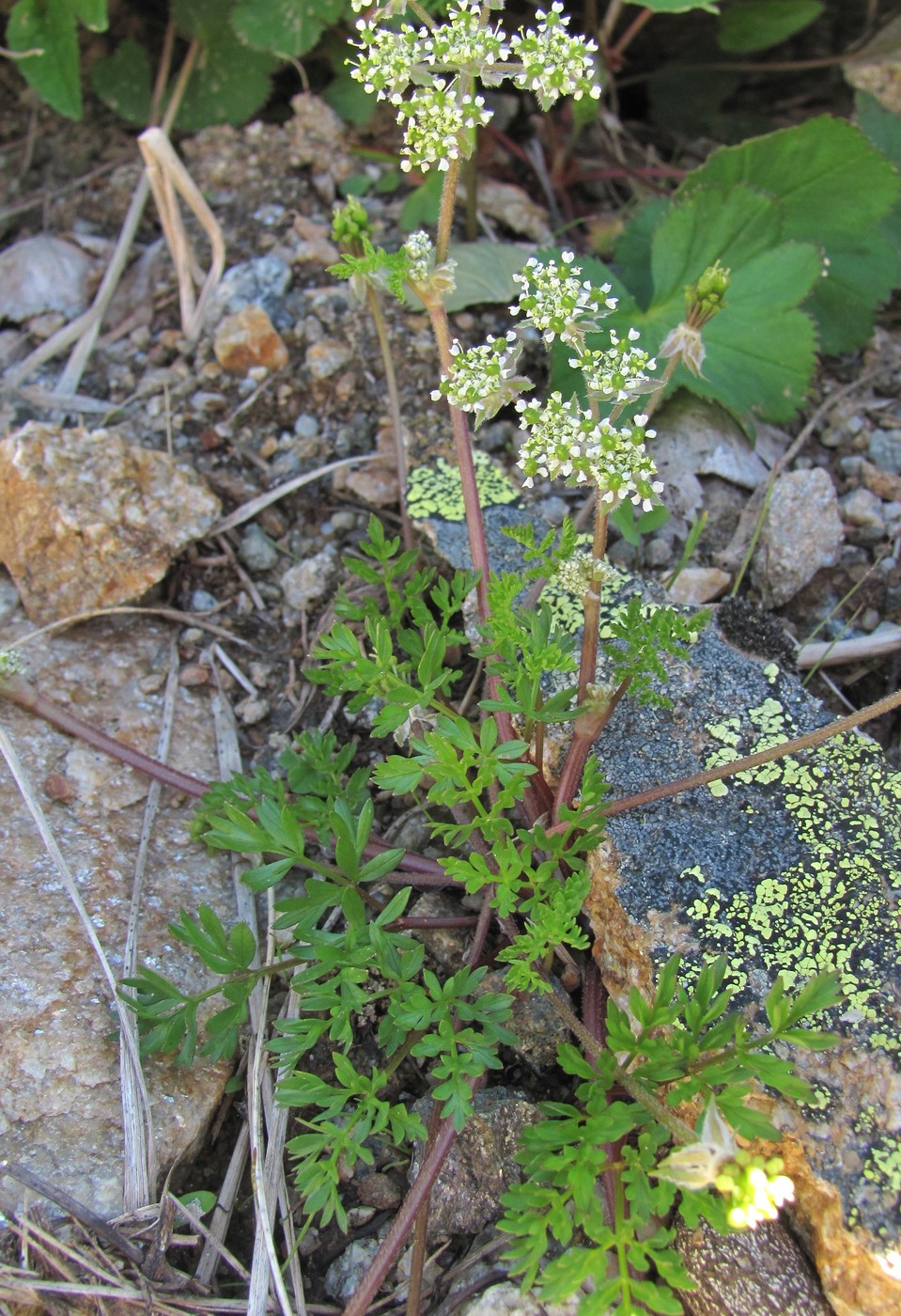 Изображение особи Chaerophyllum humile.