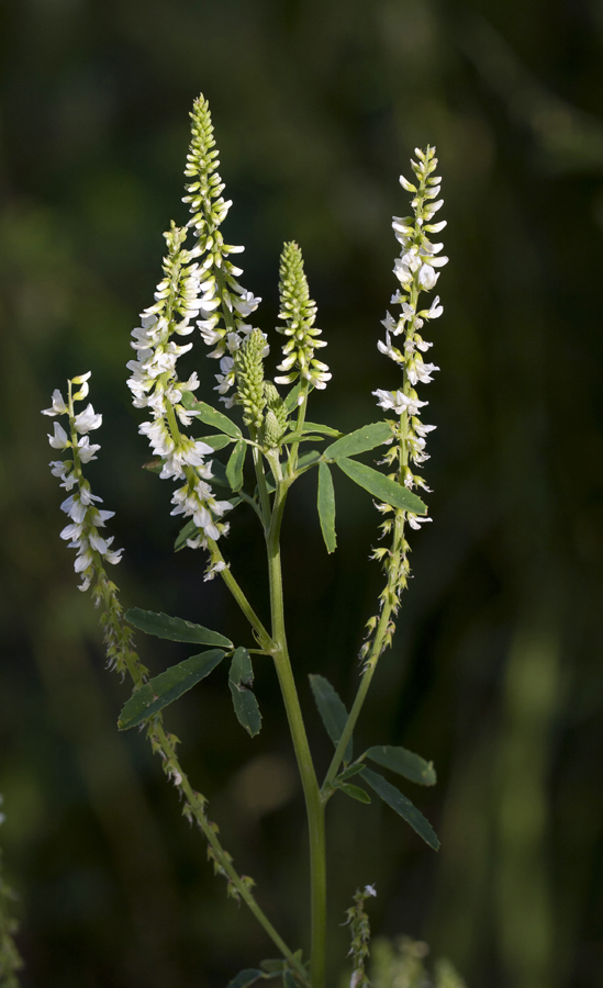 Image of Melilotus albus specimen.