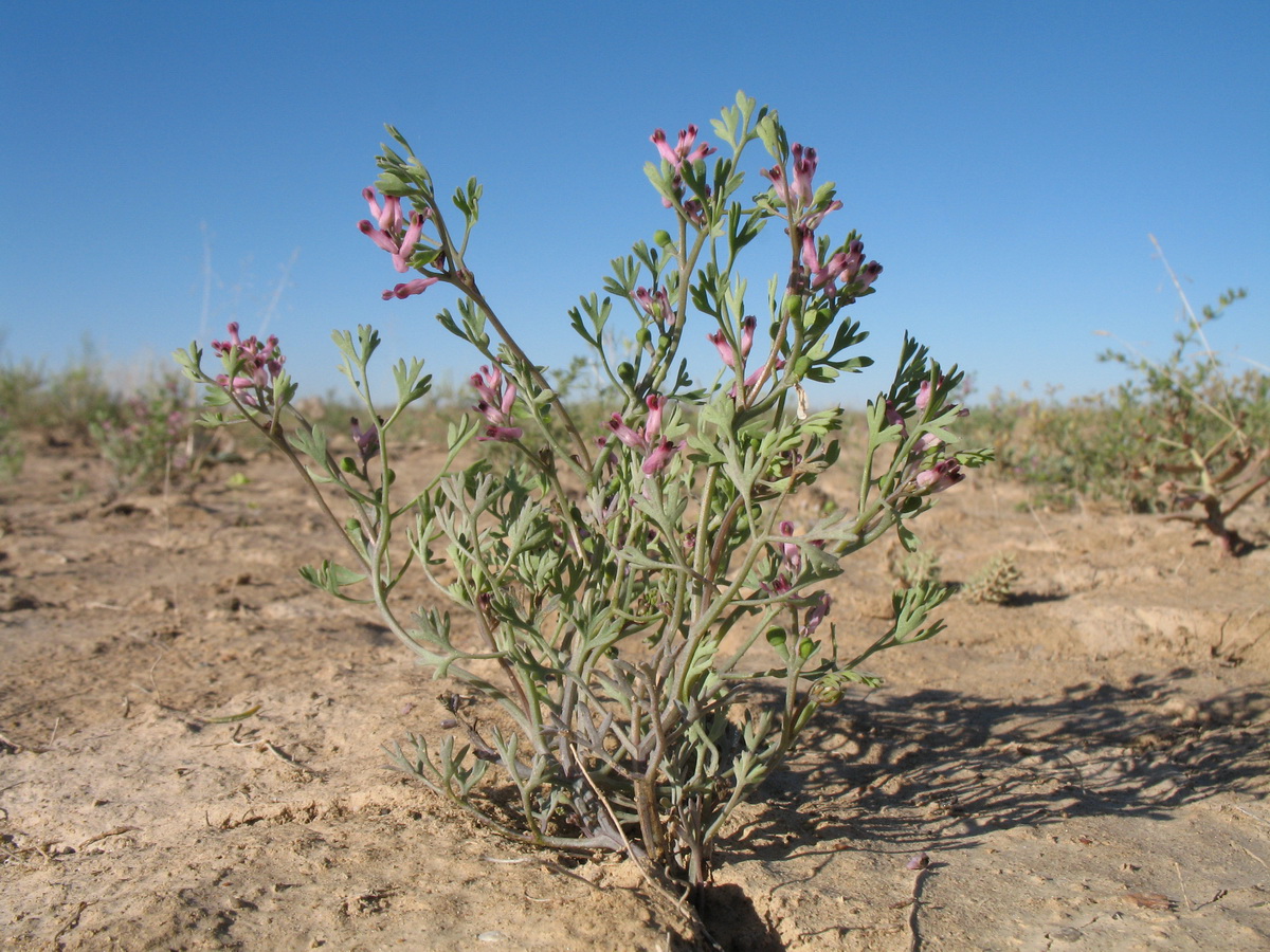 Image of Fumaria vaillantii specimen.