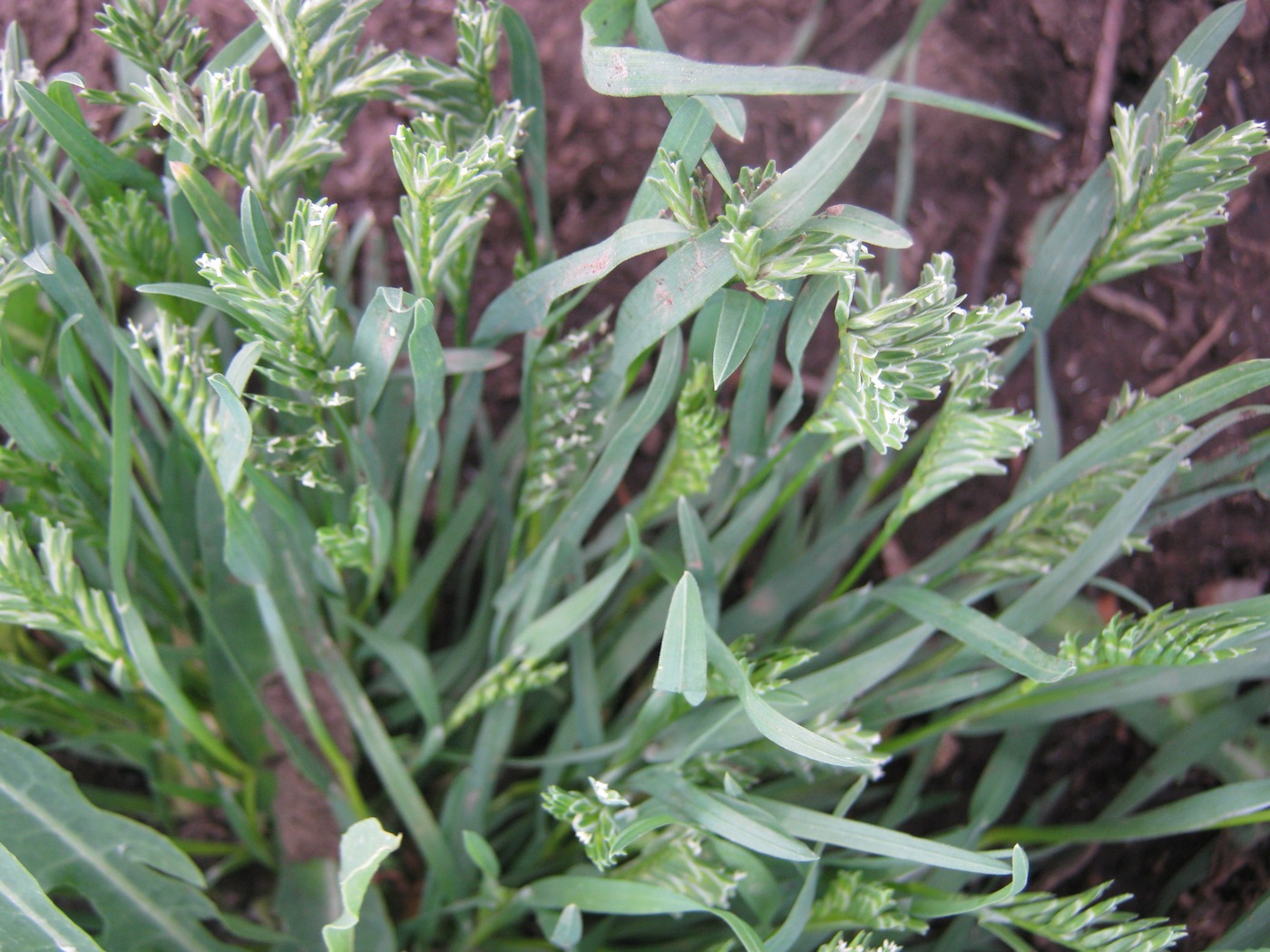 Изображение особи Sclerochloa dura.