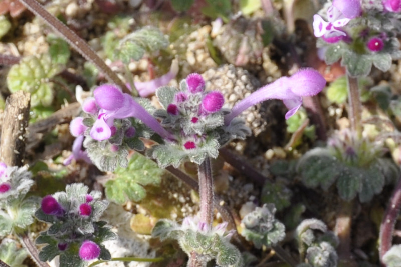 Image of Lamium amplexicaule specimen.