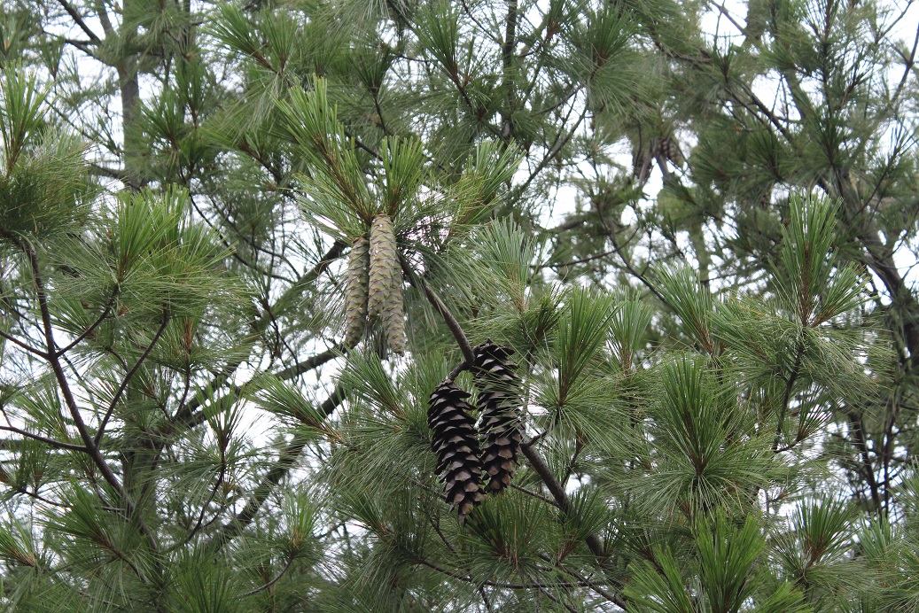 Image of Pinus wallichiana specimen.