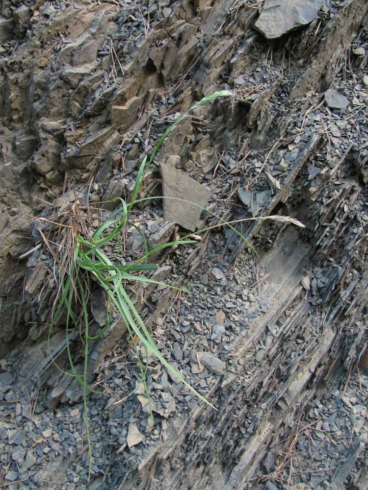 Image of Sesleria alba specimen.