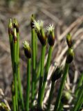 Trichophorum cespitosum ssp. germanicum