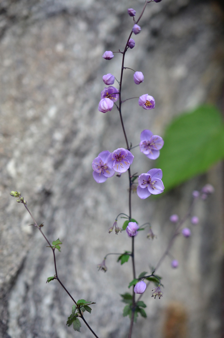 Изображение особи Thalictrum reniforme.