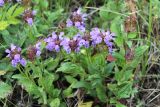 Prunella grandiflora. Цветущее растение. Пермский край, Ординский р-н, окр. с. Михино, лесостепной склон. 17.07.2016.