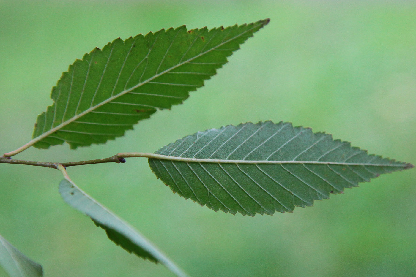 Image of Ulmus pumila specimen.