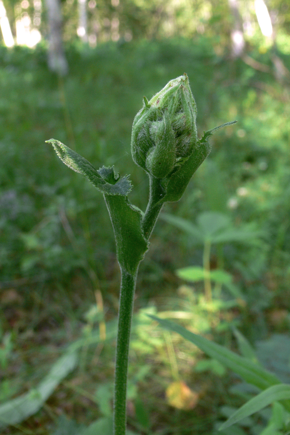 Image of Ligularia fischeri specimen.