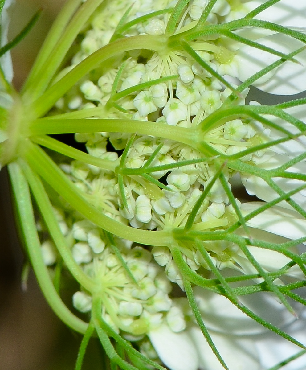 Image of Artedia squamata specimen.