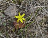 Gagea pauciflora