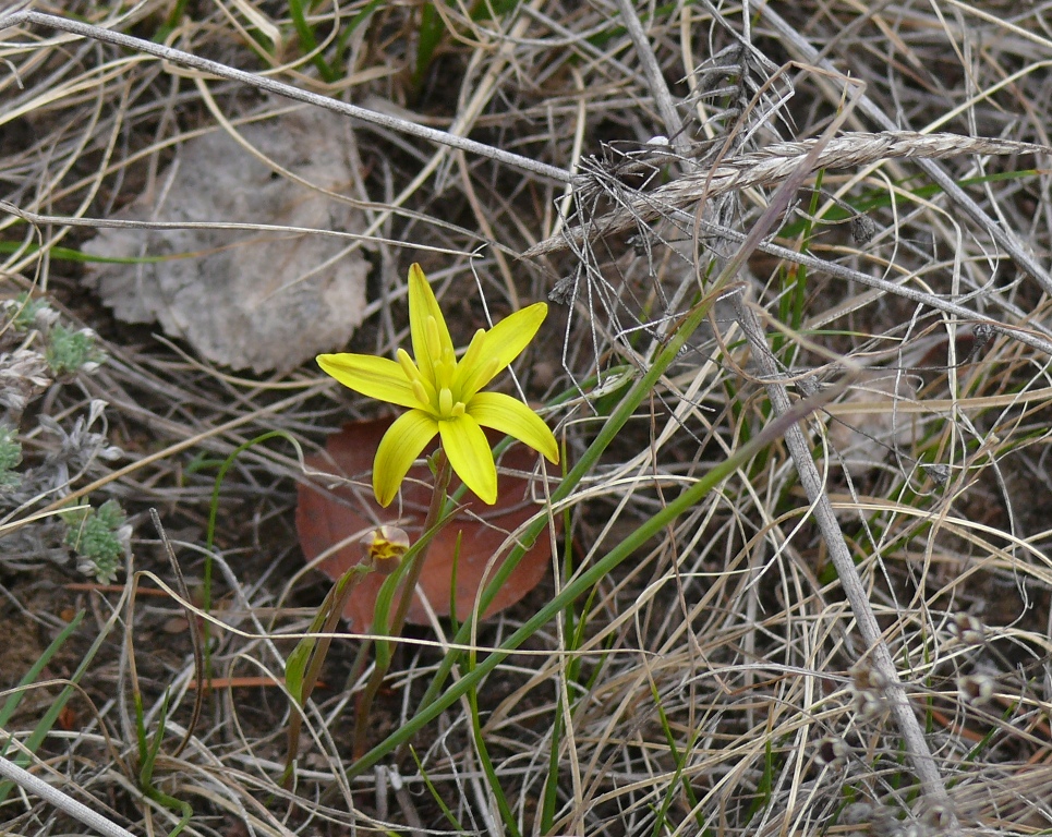 Image of Gagea pauciflora specimen.