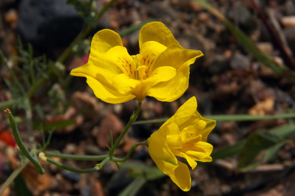 Image of Hypecoum erectum specimen.