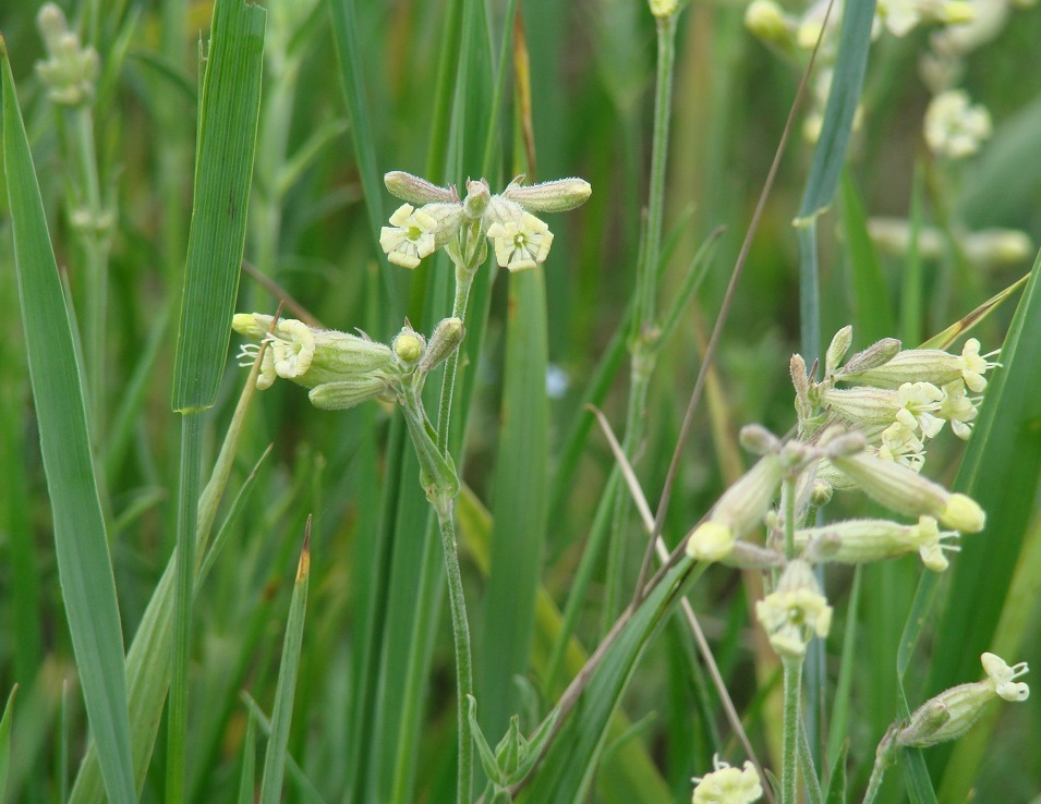 Image of Silene amoena specimen.