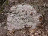 семейство Lecanoraceae