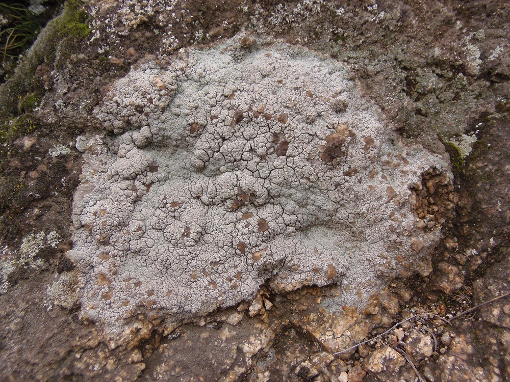 Image of familia Lecanoraceae specimen.