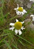 Tripleurospermum hookeri. Соцветия. Чукотка, Иультинский р-н, долина р. Перевальной (приток р. Большой Осиновой). 02.08.2014.