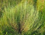 genus Artemisia