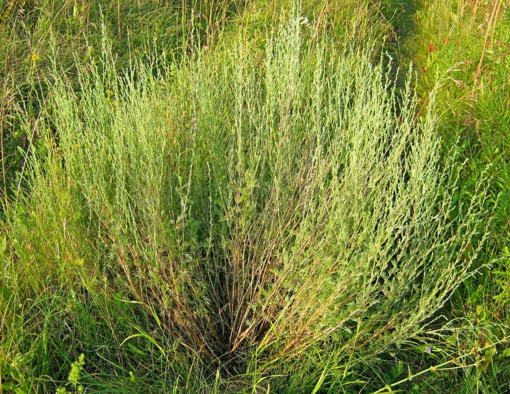 Изображение особи род Artemisia.