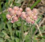 Antennaria dioica. Верхушки цветущих растений. Иркутская обл., Иркутский р-н, окр. дер. Жердовка, опушка леса. 16.06.2016.