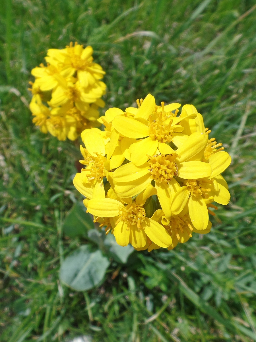 Image of Ligularia altaica specimen.