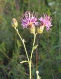 Centaurea adpressa