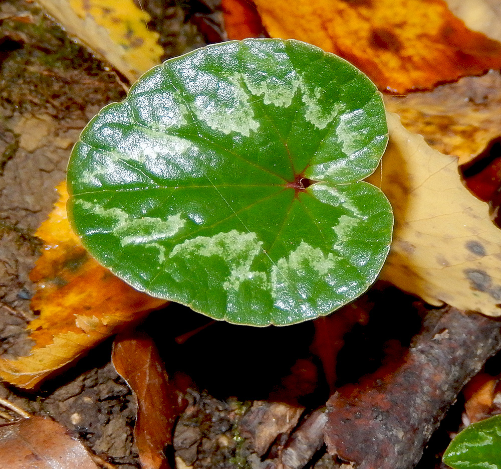 Image of Cyclamen coum specimen.