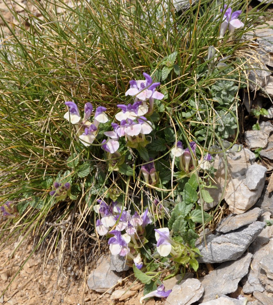 Изображение особи Scutellaria alpina.