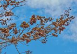 Paulownia tomentosa. Конец ветви с отплодоносившими соплодиями. Молдова, Кишинев, Ботанический сад АН Молдовы. 19.03.2017.